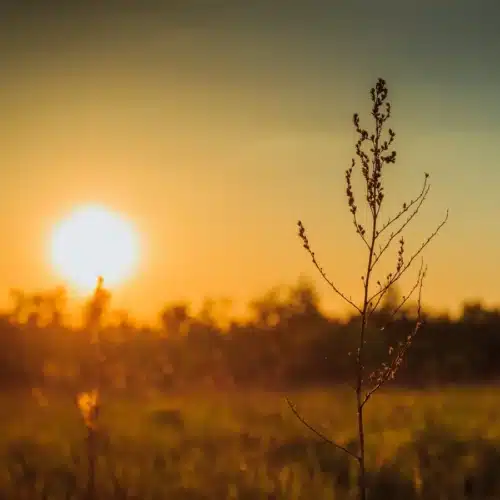 Hypnose eveiller sa lumiere