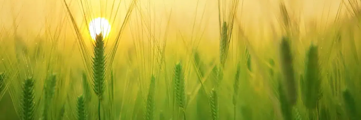 Eveil de la conscience